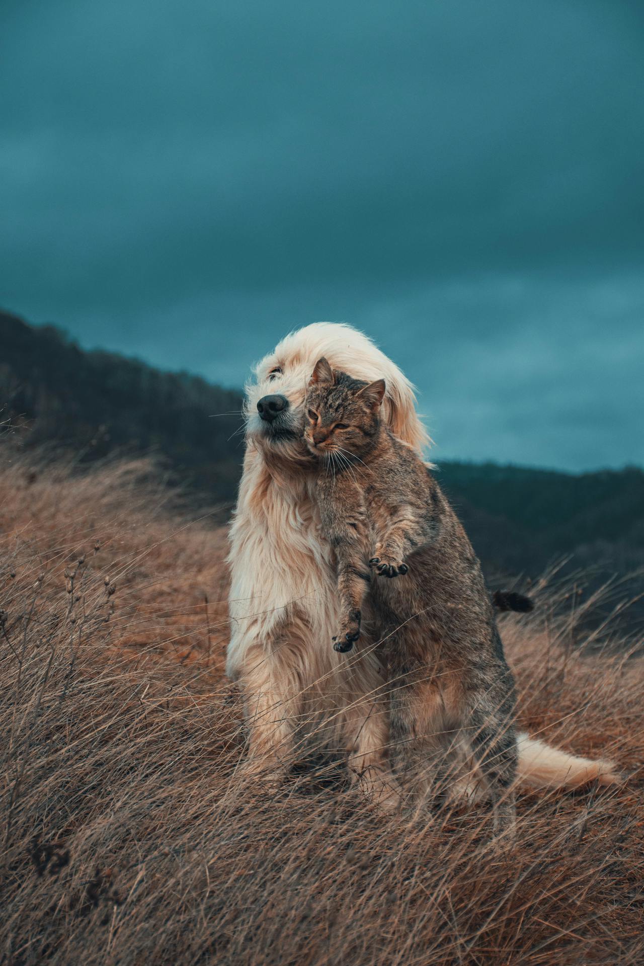 A Guide to Introductions Between Dogs and Cats