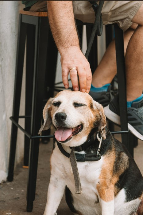 Beware the Drop: Liquids That Are Harmful to Dogs