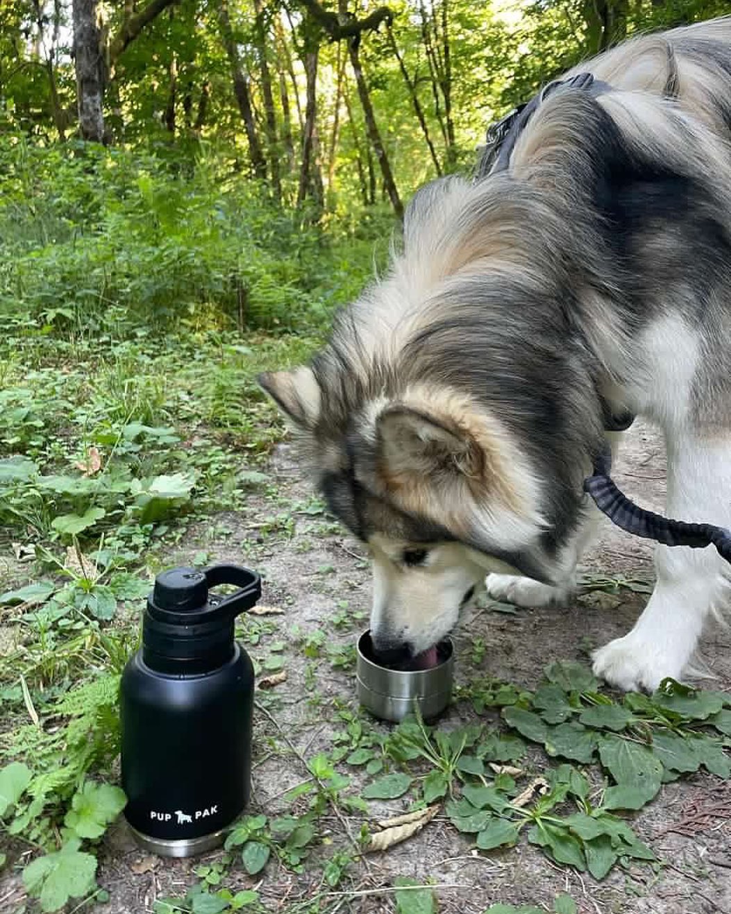 Large dog drinking from the cap of a black Pup Pak dog water bottle in a lush forest setting. The bottle is ideal for keeping pets hydrated during hikes and nature walks. The dense greenery and wooded environment emphasize the product's practicality for outdoor adventures, making it an essential item for pet owners who love to explore the wilderness with their dogs.