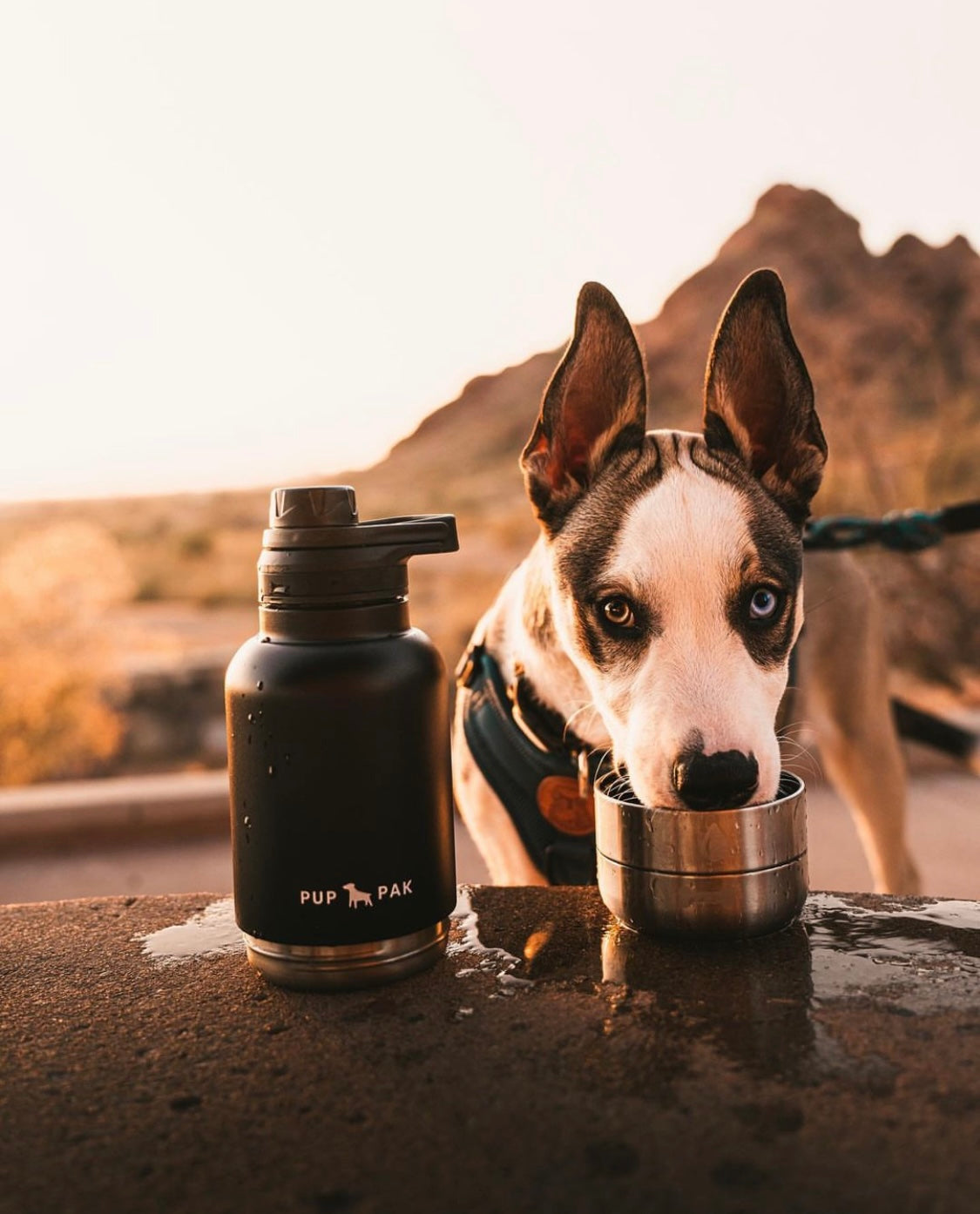 Dog drinking from the cap of a black Pup Pak dog water bottle at sunset, with a picturesque mountain landscape in the background. This bottle is perfect for keeping pets hydrated during outdoor adventures and hikes. The beautiful natural setting highlights the product's practicality and convenience for pet owners who love exploring scenic landscapes with their dogs.