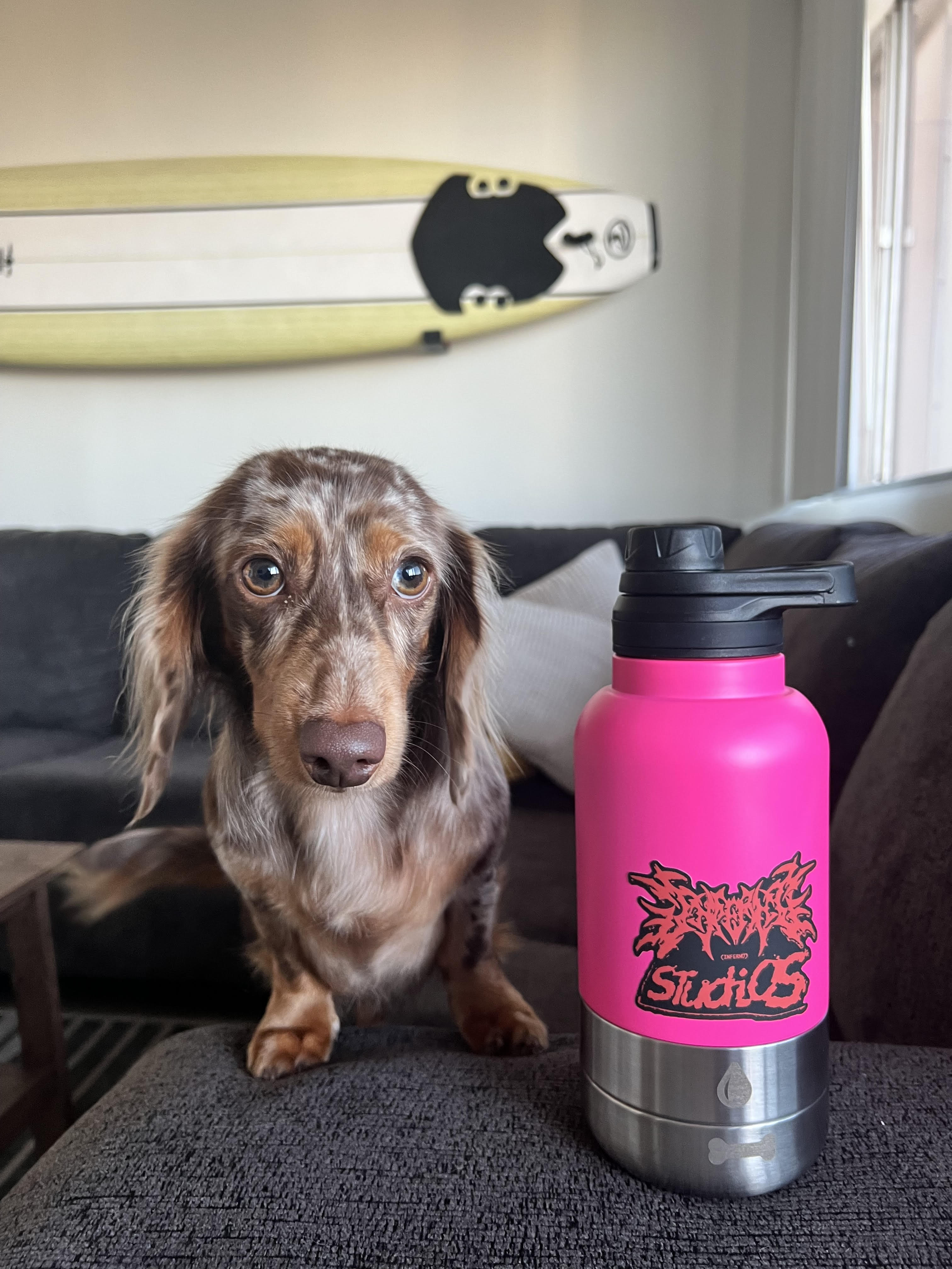 Dachshund sitting on a couch next to a bright pink Pup Pak dog water bottle. The bottle is perfect for keeping pets hydrated indoors or on the go. A surfboard is mounted on the wall in the background, adding a touch of coastal lifestyle ambiance. This image highlights the bottle's vibrant design and practicality for pet owners who enjoy an active lifestyle with their dogs.