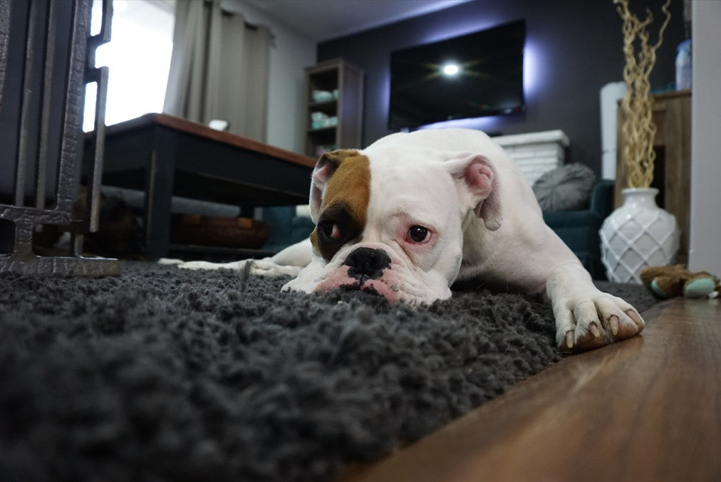 How to Tell if Your Dog is Sick: A Comprehensive Guide