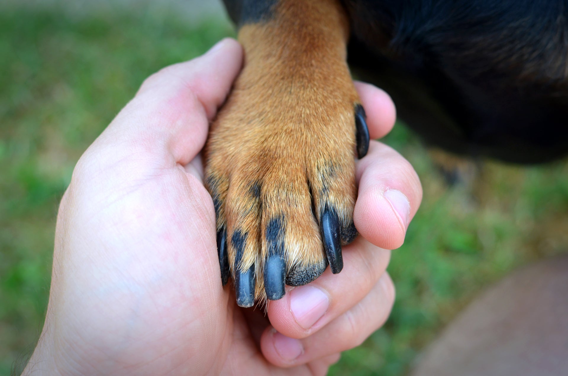 A Step-by-Step Guide to Clipping Your Dog's Nails
