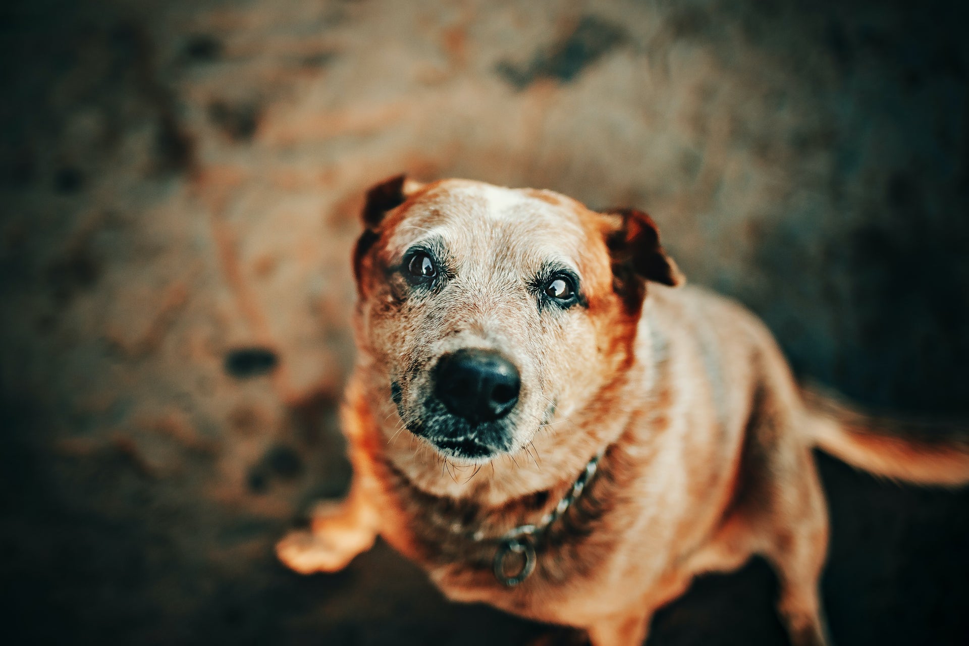 Loving Care for Our Golden Years Companions: A Guide to Senior Dog Care