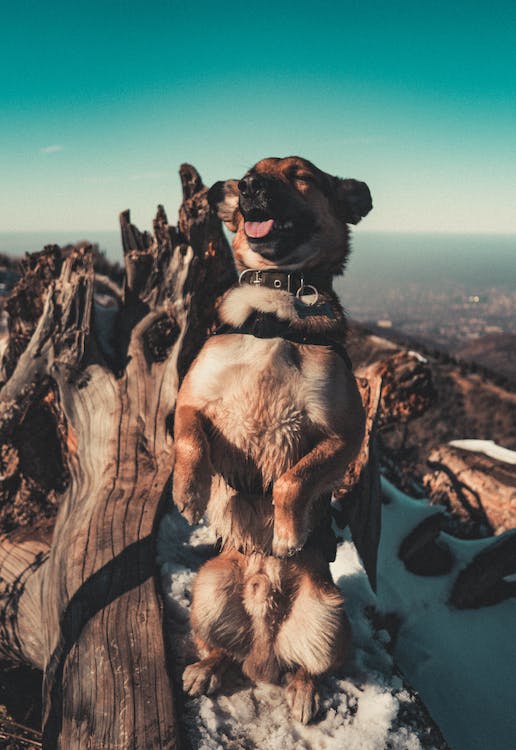 Handling Burrs and Stickers: A Guide to Gently Freeing Your Dog's Fur