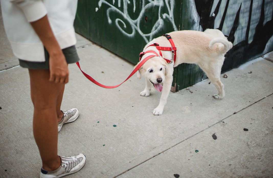 Mastering the Art of Dog Potty Training: A Guide to Success