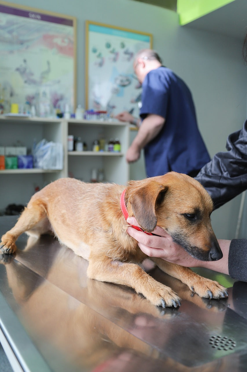 The Importance of Regular Veterinary Check-Ups for Your Canine Companion
