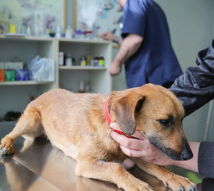 The Importance of Regular Veterinary Check-Ups for Your Canine Companion
